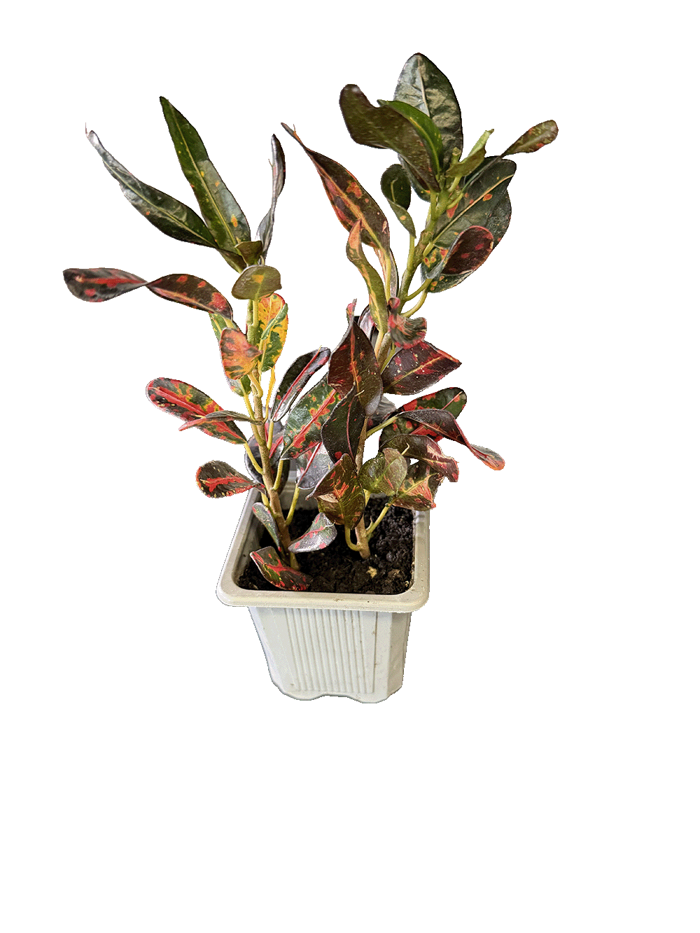 Narrow-Leaf Croton (Codiaeum variegatum)