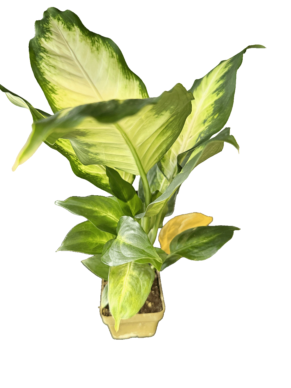 Dieffenbachia (Dumb Cane)