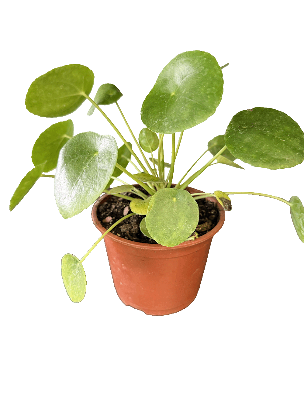 Chinese Money Plant (Pilea peperomioides)