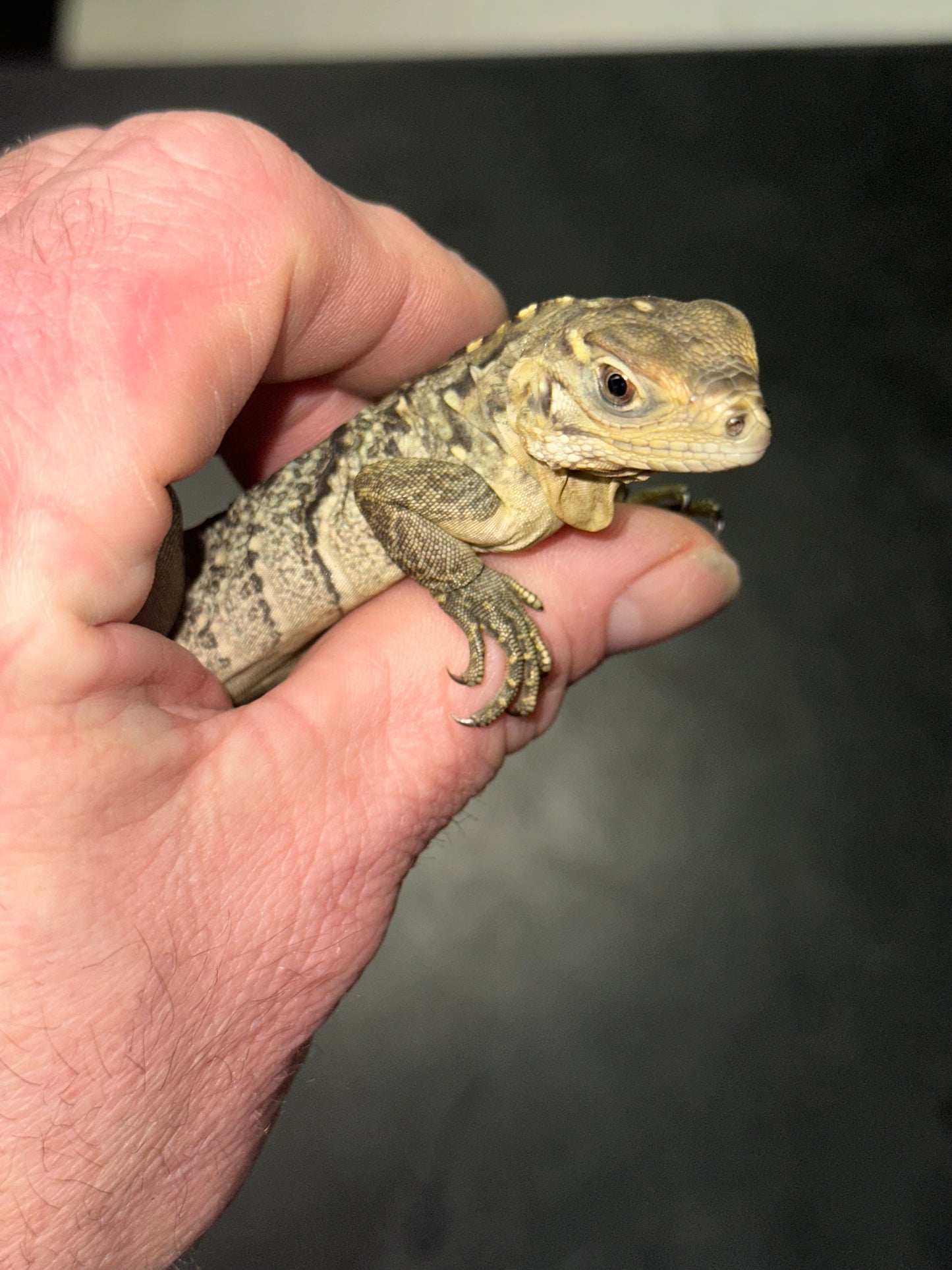Lewisi Hybrid Rock Iguana (Cyclura lewisi hybrid) - The Blue-Hued Titan