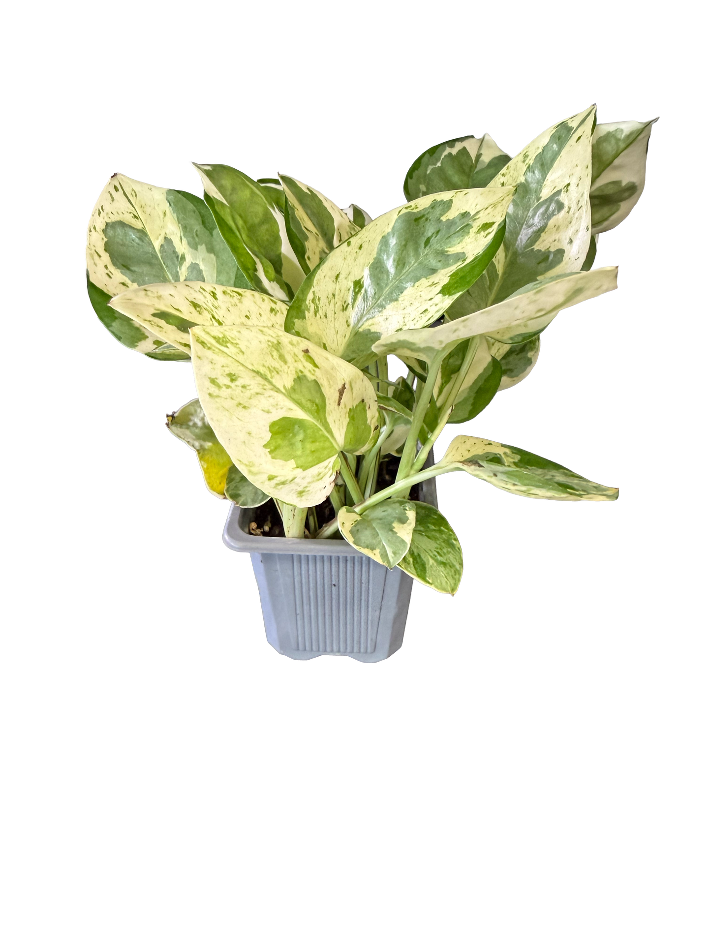 Manjula Pothos (Epipremnum aureum 'Manjula')