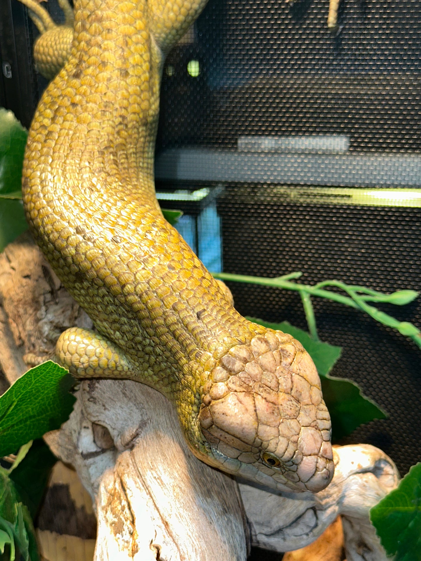 Monkey-Tailed Skink (Corucia zebrata) - The Prehensile-Tailed Giant
