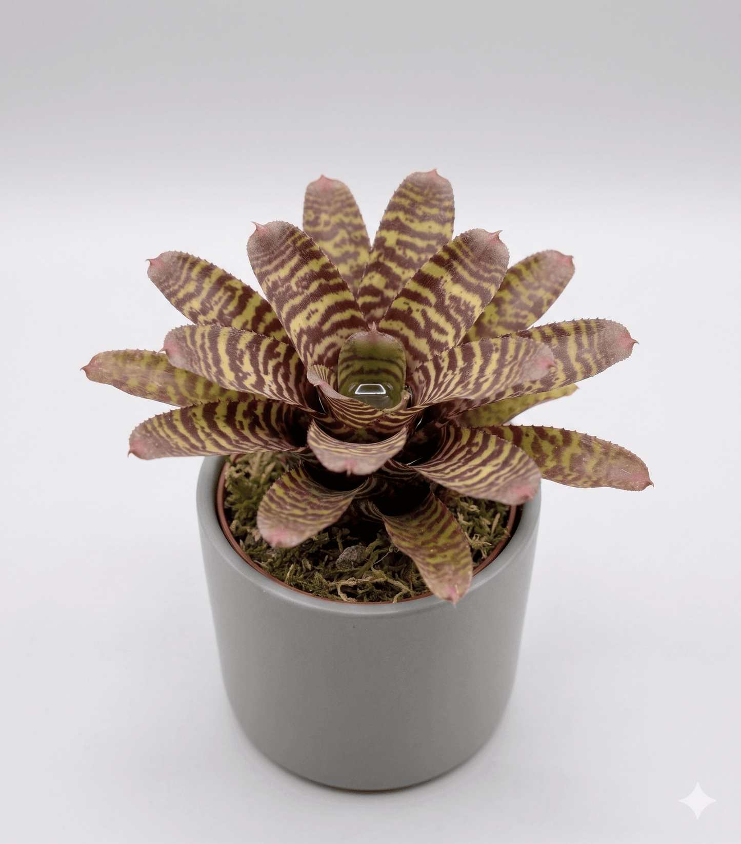 Neoregelia 'Zonata' Tiger Hybrid Bromeliad – Striped Epiphyte for Dart Frogs
