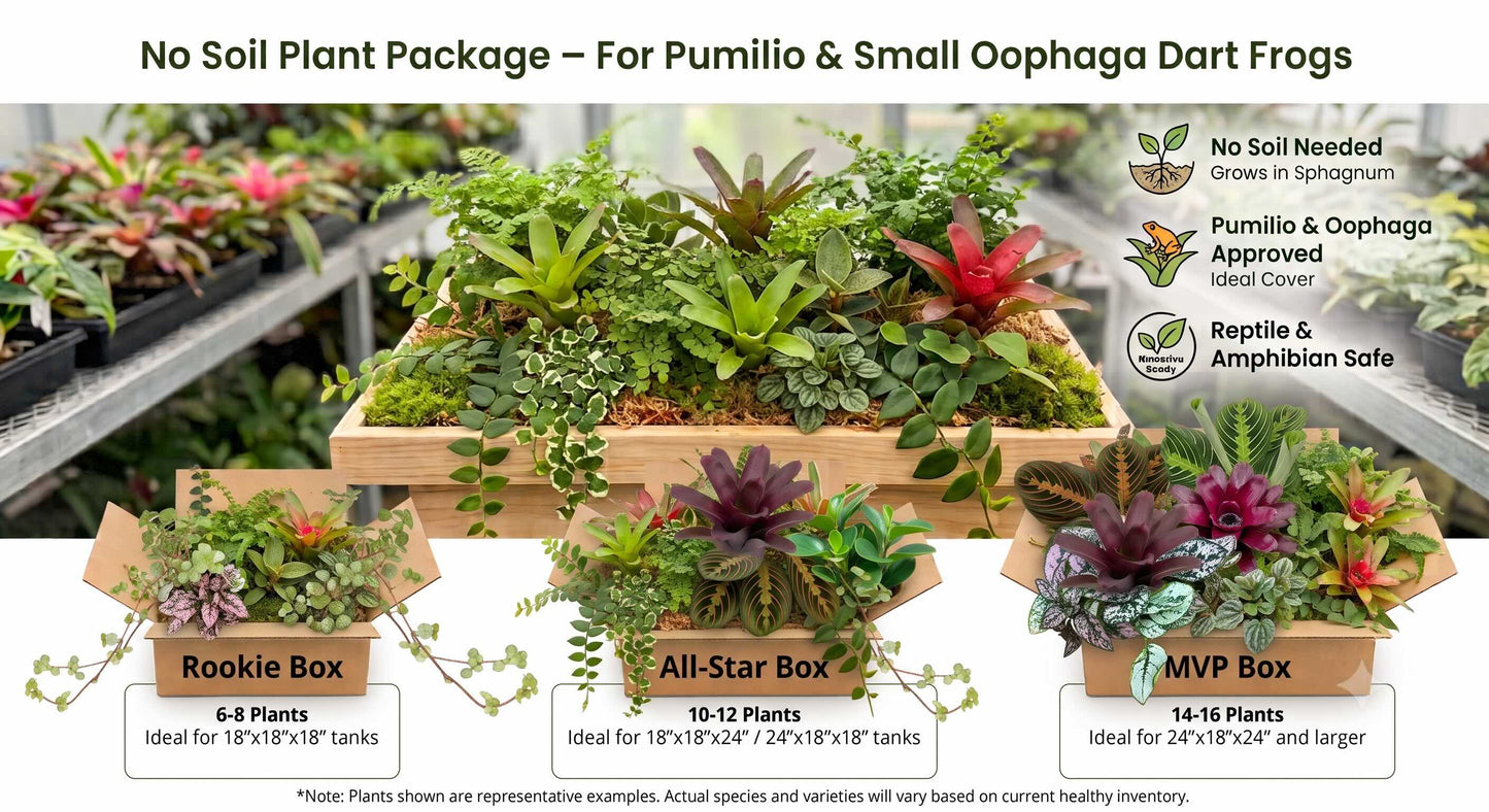 No Soil Plant Package – For Pumilio & Small Oophaga Dart Frogs