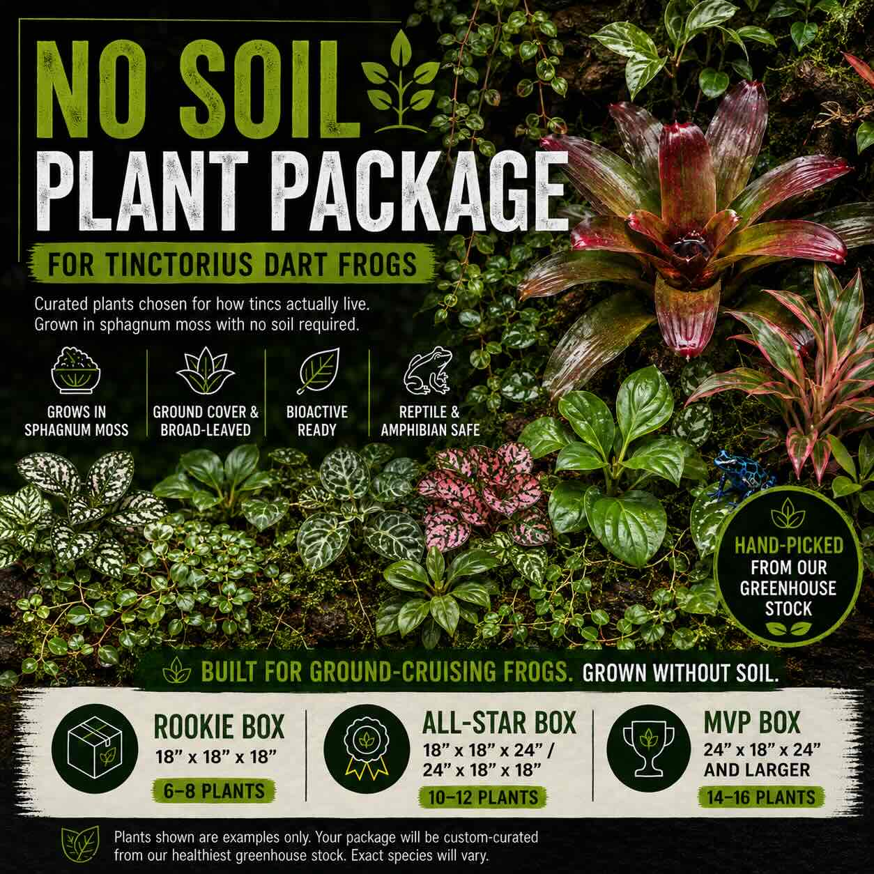 No Soil Plant Package – For Tinctorius Dart Frogs