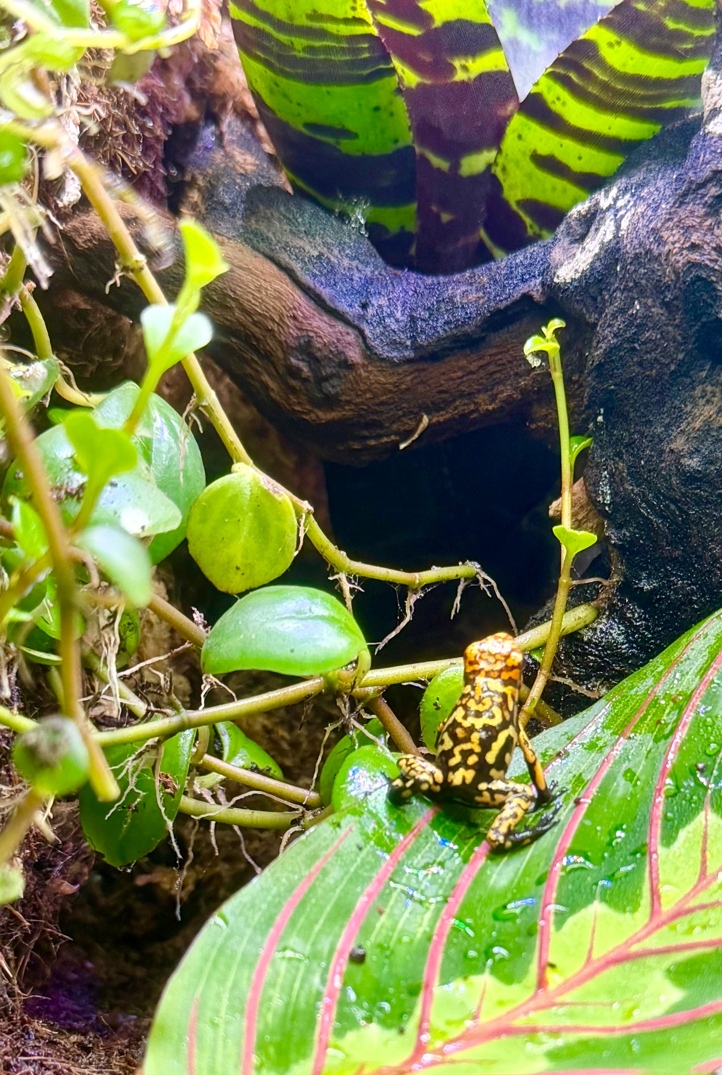 Oophaga histrionica "Redhead - Small Form" (Harlequin Poison Dart Frog)