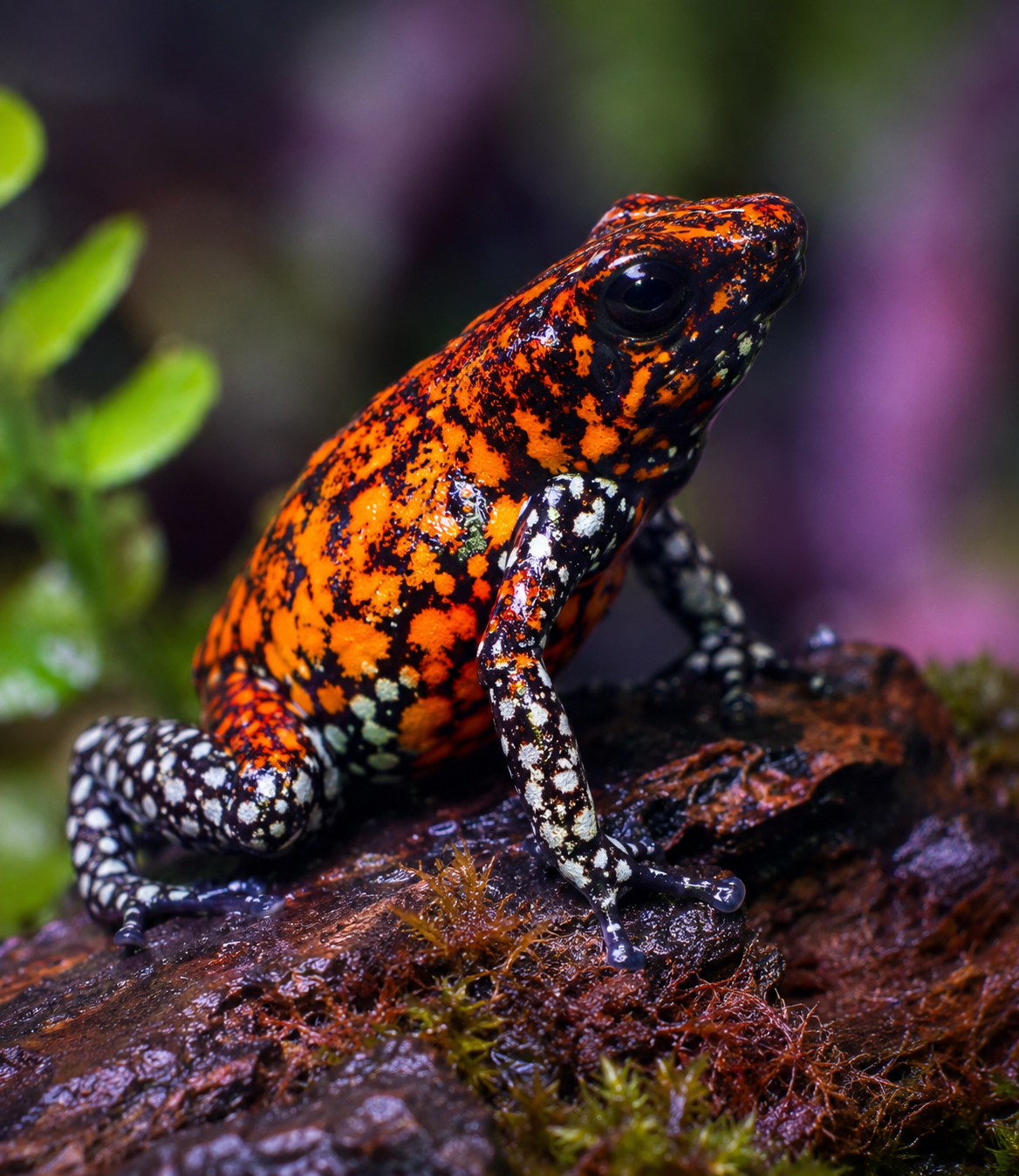 Oophaga sylvatica "Pata Blanca" Dart Frog