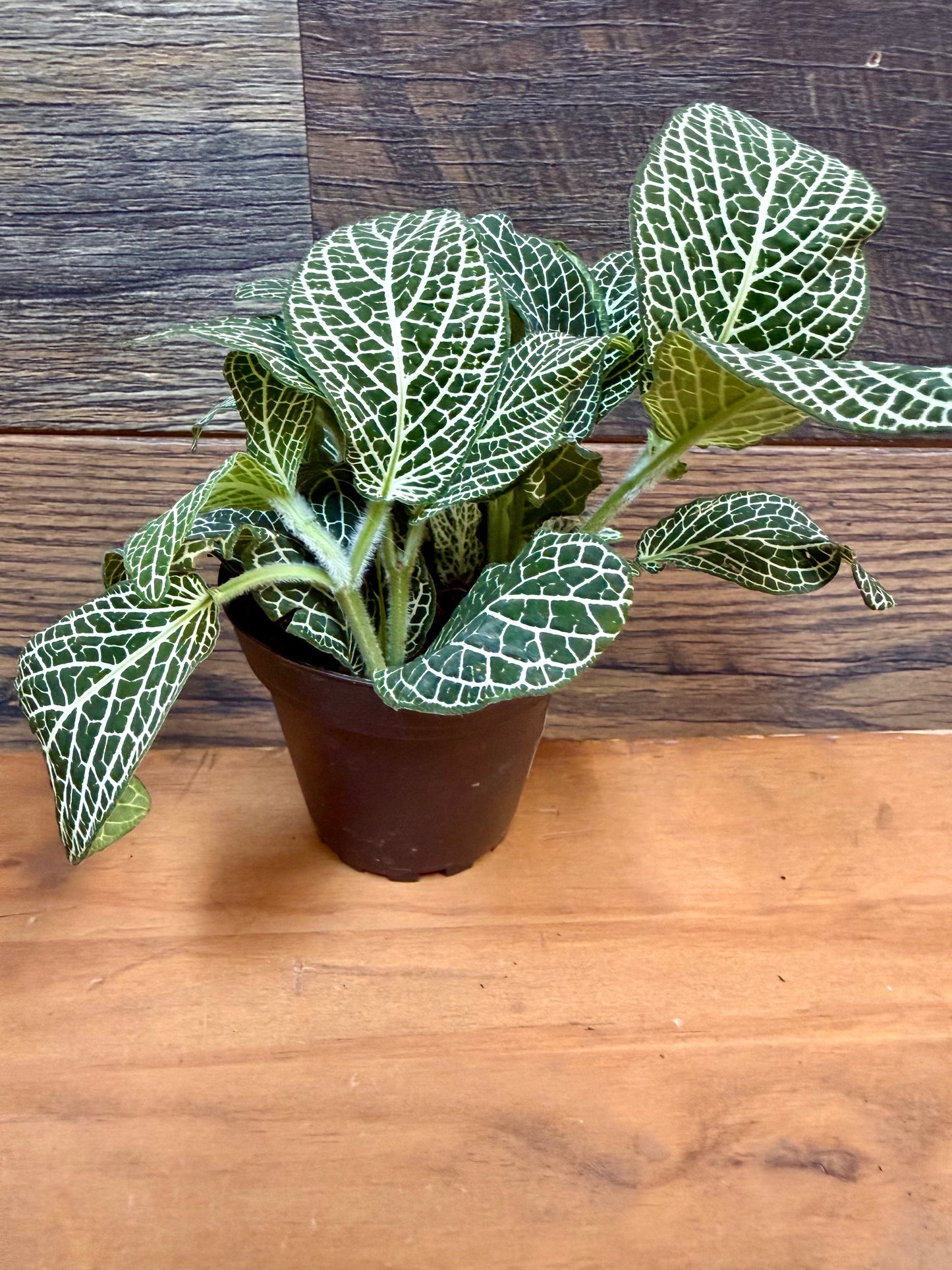 Superba Fittonia – High-Contrast Nerve Plant for Tropical Vivariums
