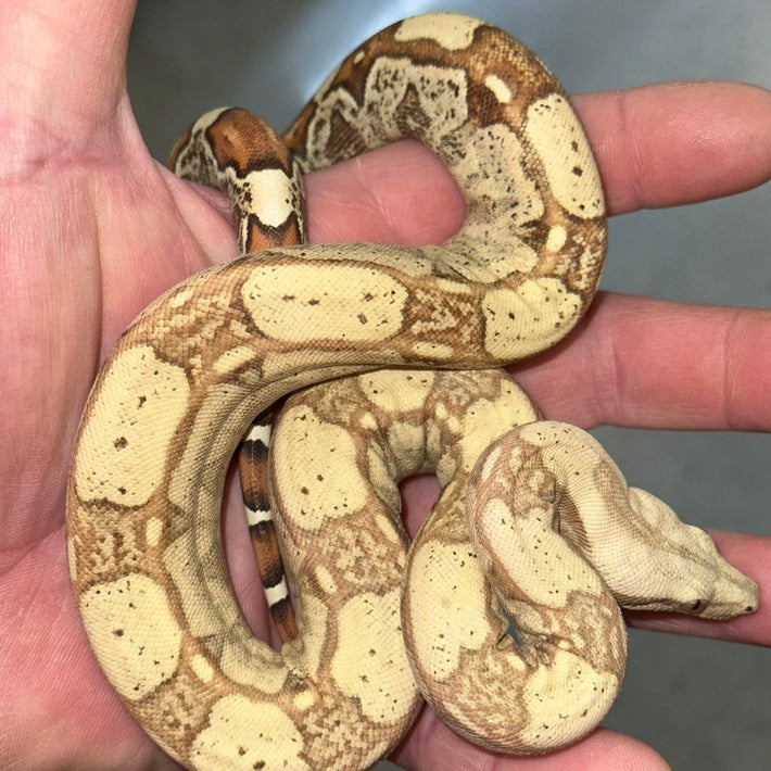 VPI Pastel Dream Monster Tail Key West Boa Constrictors Baby