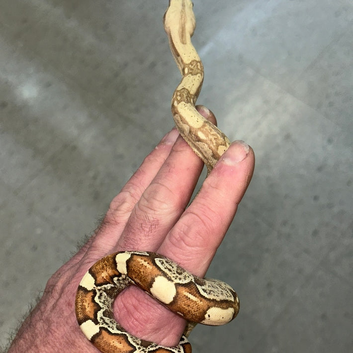 VPI Pastel Dream Monster Tail Key West Boa Constrictors Baby