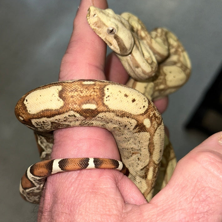 VPI Pastel Dream Monster Tail Key West Boa Constrictors Baby