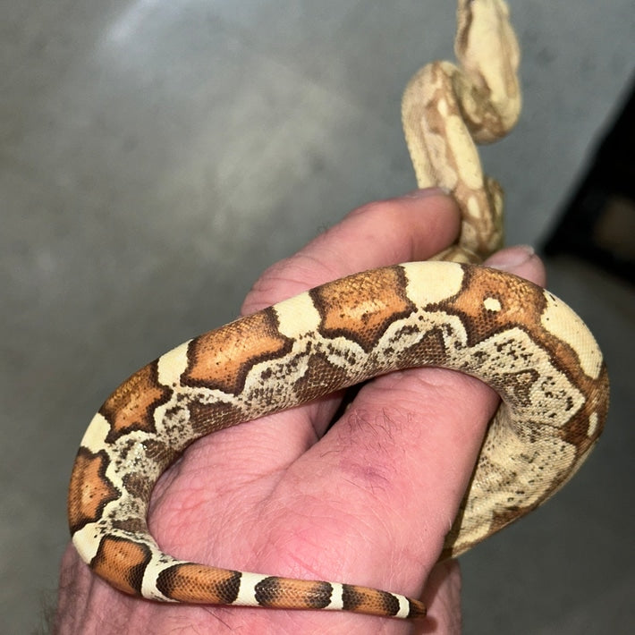 VPI Pastel Dream Monster Tail Key West Boa Constrictors Baby