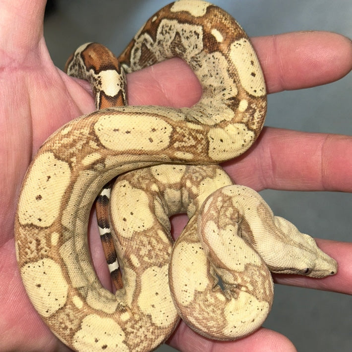 VPI Pastel Dream Monster Tail Key West Boa Constrictors Baby