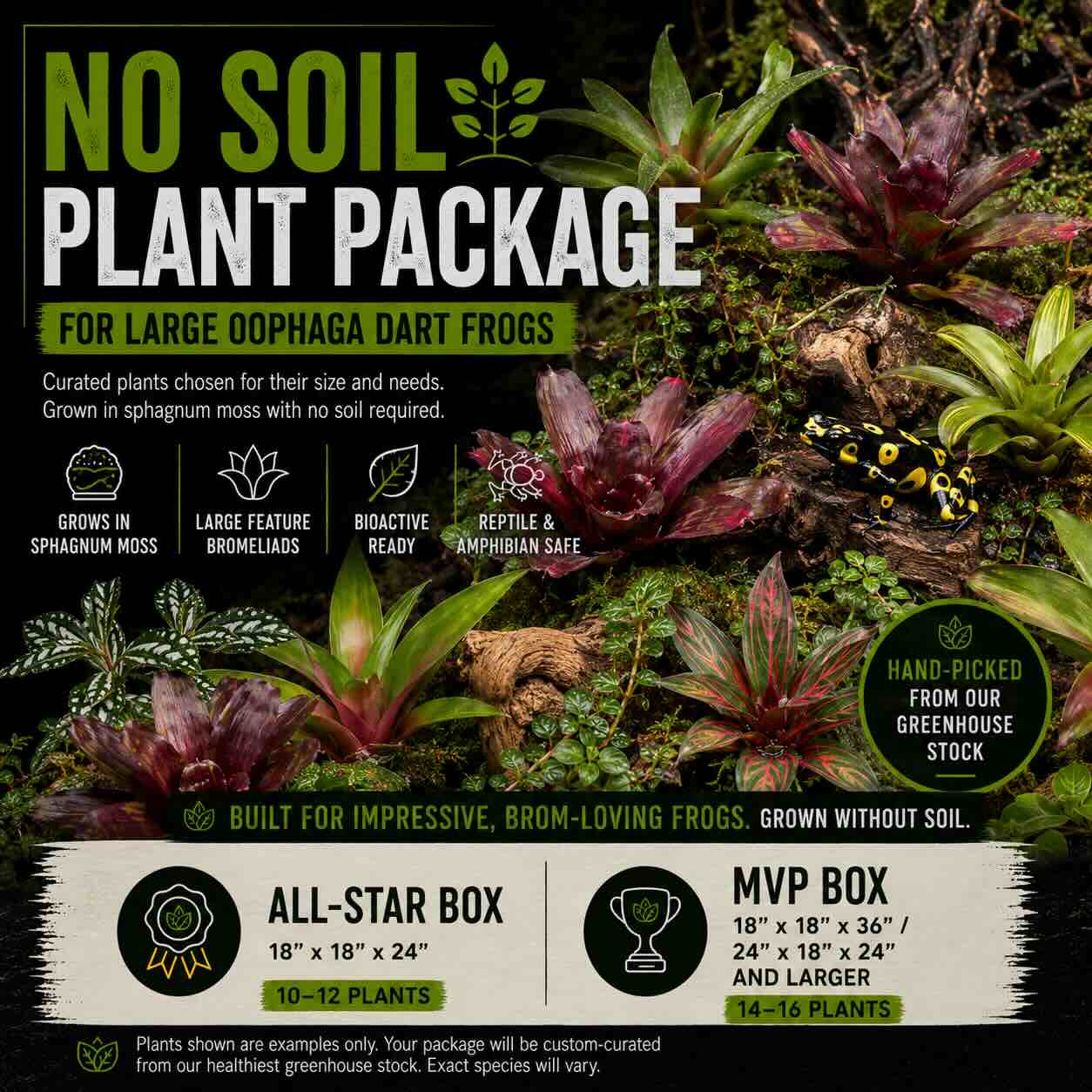 No Soil Plant Package – For Large Oophaga Dart Frogs