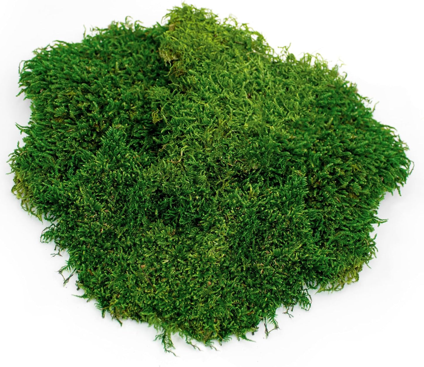 Galapagos Moss for Terrariums