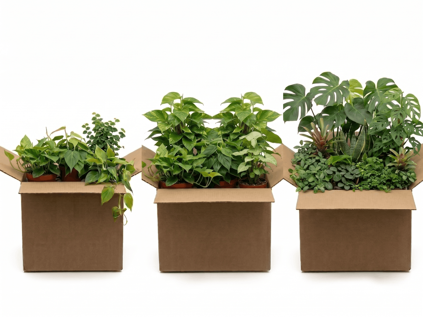 Arboreal Ace Plant Package – For Chameleons, Tree Boas, & Vertical Climbers