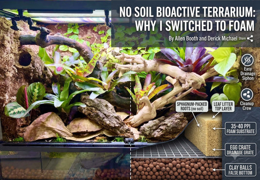 No Soil Bioactive Terrarium: Why I Switched to Foam