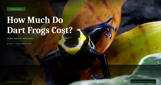 cobalt dart frog