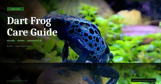 Dart Frog Care Guide