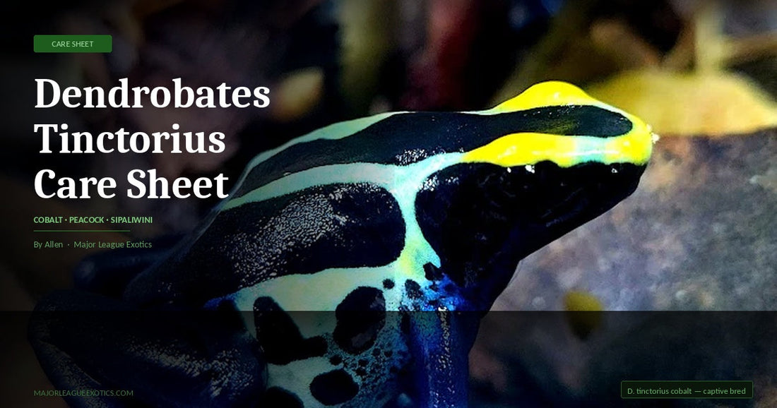 cobalt dart frog