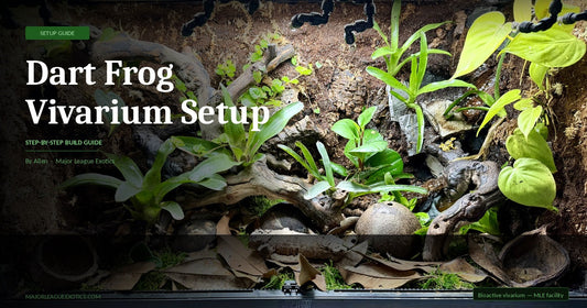 Terrarium 