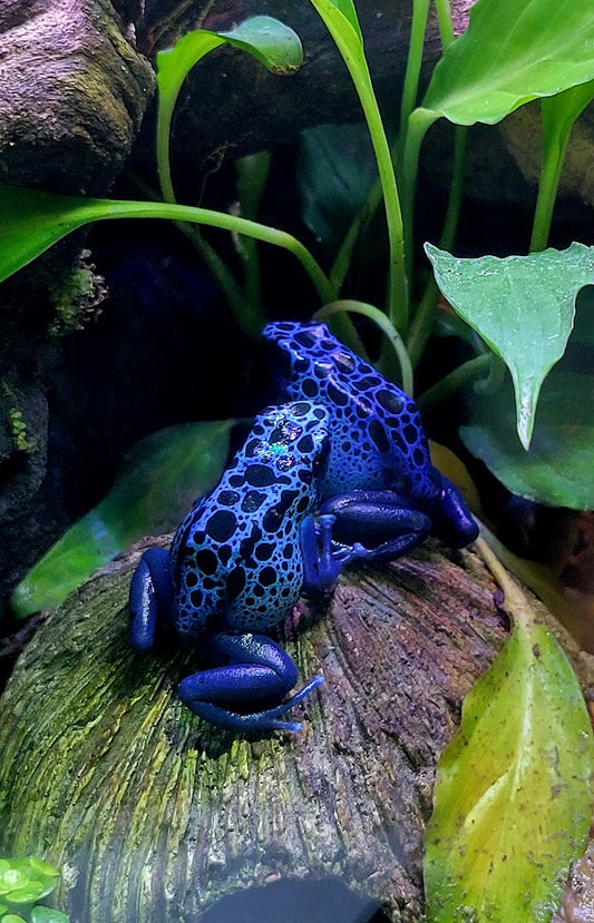 Dendrobates Tinctorius Azureus Dart Frogs