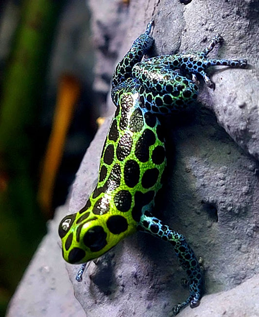 Ranitomeya Imitator Green Dart Frogs