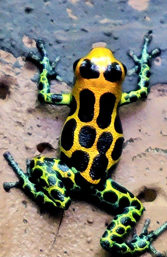 Ranitomeya Imitator Chazuta Dart Frogs