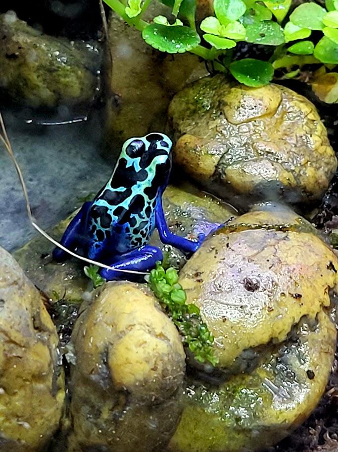 Dendrobates Tinctorius Blue Sipaliwini Dart Frog