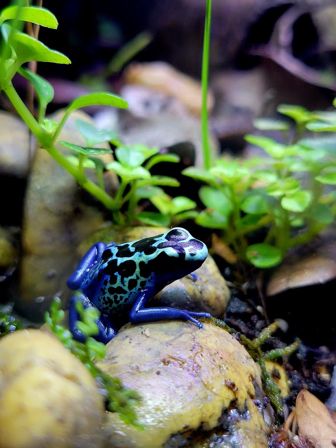 Dendrobates Tinctorius Blue Sipaliwini Dart Frog