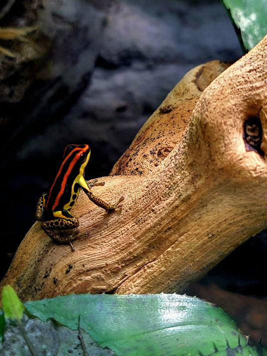 Ranitomeya Uakarii Gold Legged Dart Frogs