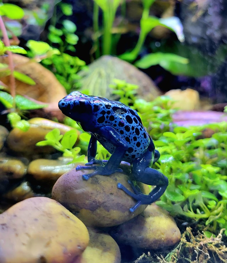 Dendrobates Tinctorius Azureus Dart Frogs