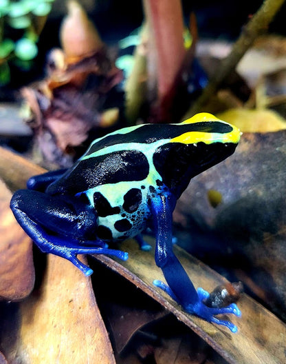 Dendrobates Tinctorius Cobalt Dart Frogs