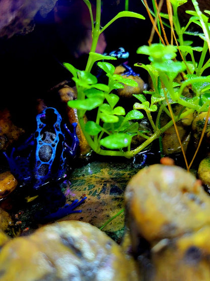 Dendrobates Tinctorius Blue Sipaliwini Dart Frog