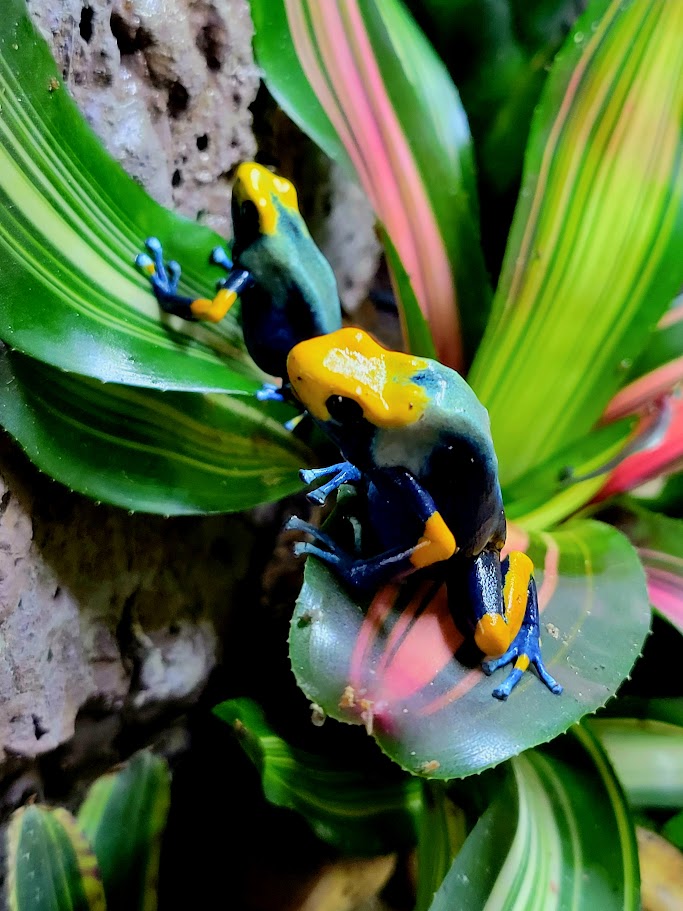 Dendrobates Tinctorius Peacock Dart Frogs