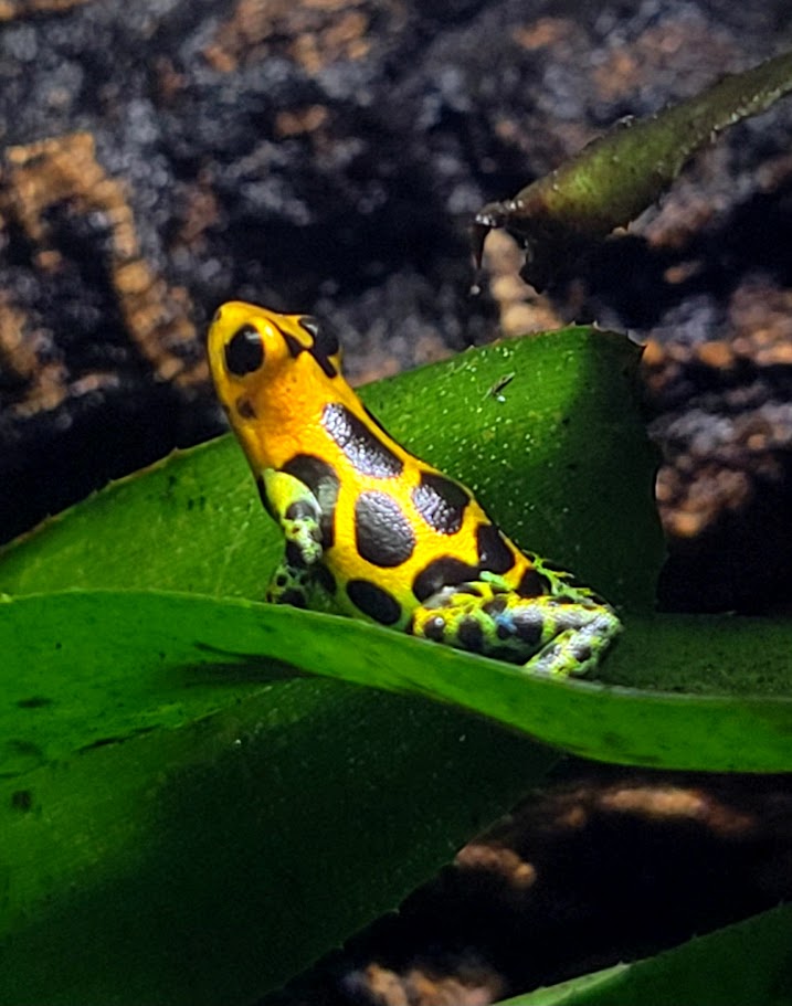 Ranitomeya Imitator Chazuta Dart Frogs