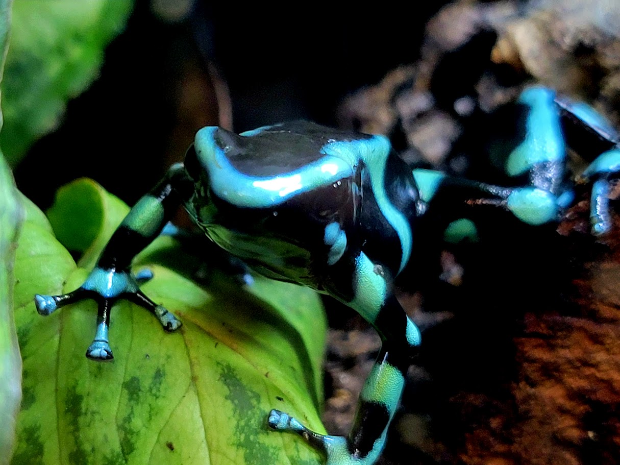 Dendrobates Auratus Green & Black Costa Rican Dart Frogs