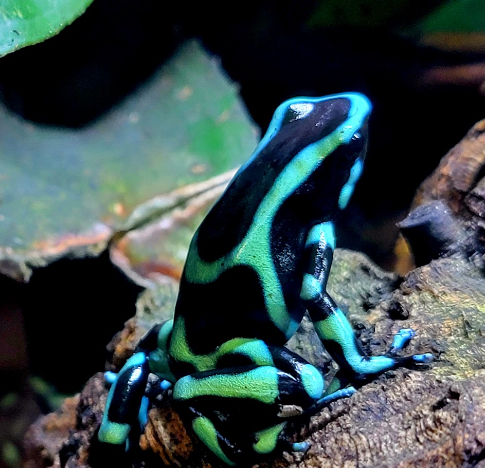 Dendrobates Auratus Green & Black Costa Rican Dart Frogs