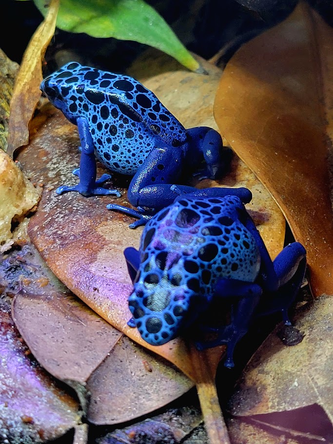 Dendrobates Tinctorius Azureus Dart Frogs