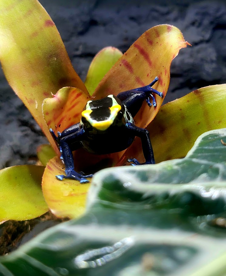 Dendrobates Tinctorius Cobalt Dart Frogs