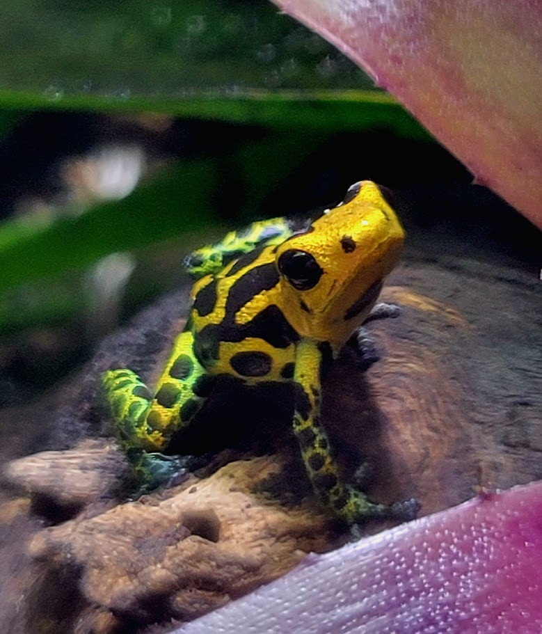 Ranitomeya Imitator Chazuta Dart Frogs