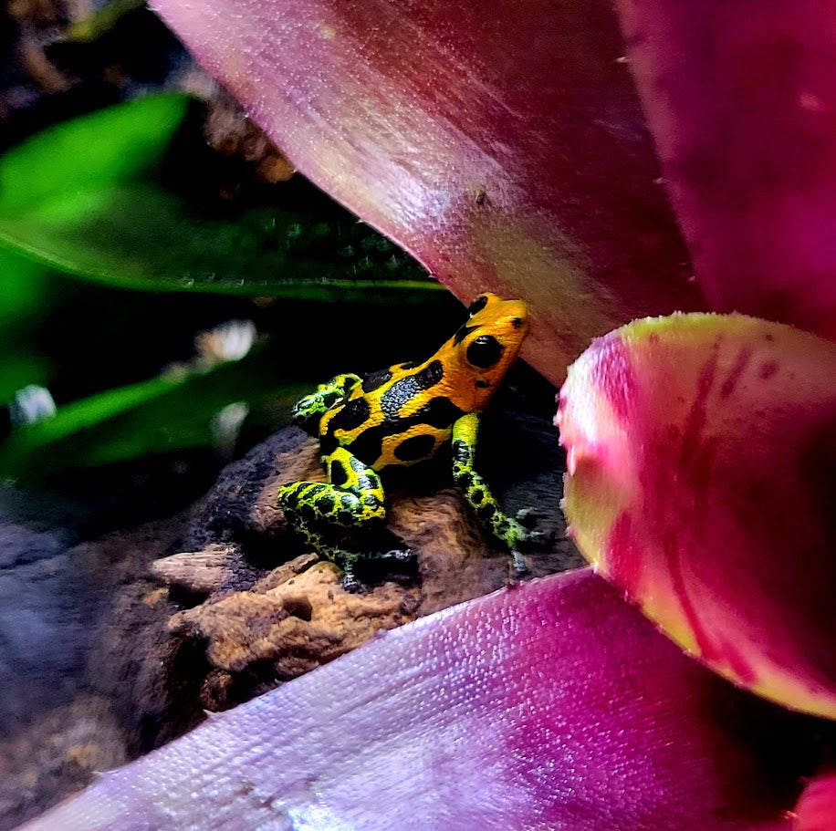 Ranitomeya Imitator Chazuta Dart Frogs