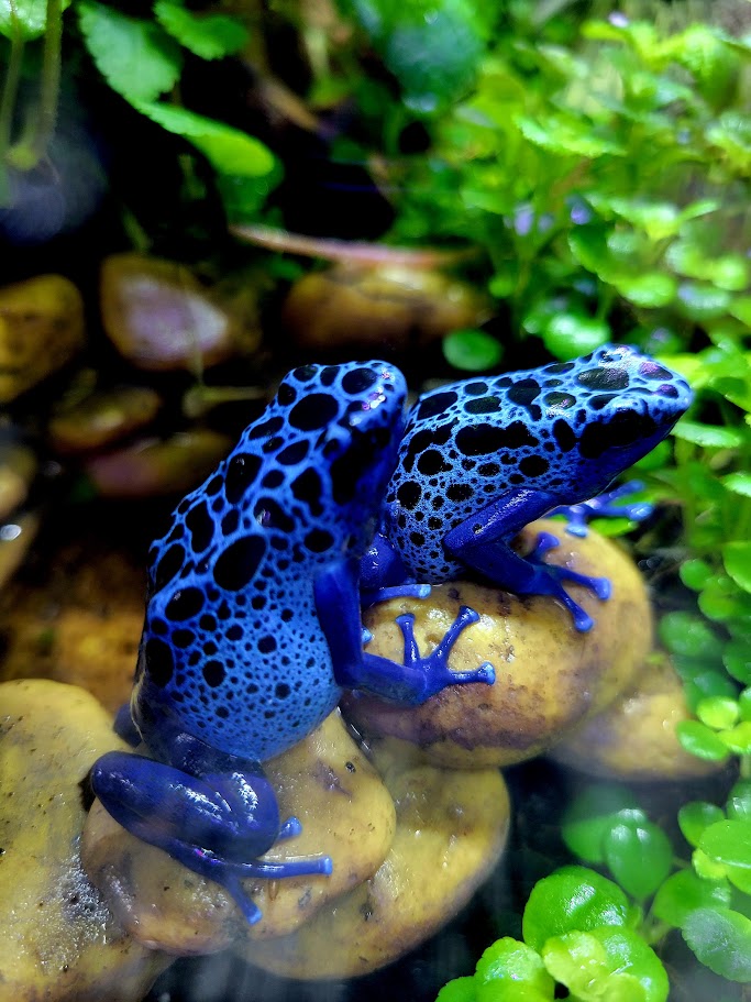 Dendrobates Tinctorius Azureus Dart Frogs