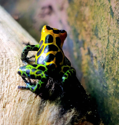 Ranitomeya Imitator Chazuta Dart Frogs