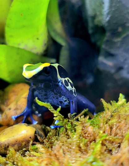 Dendrobates Tinctorius Cobalt Dart Frogs