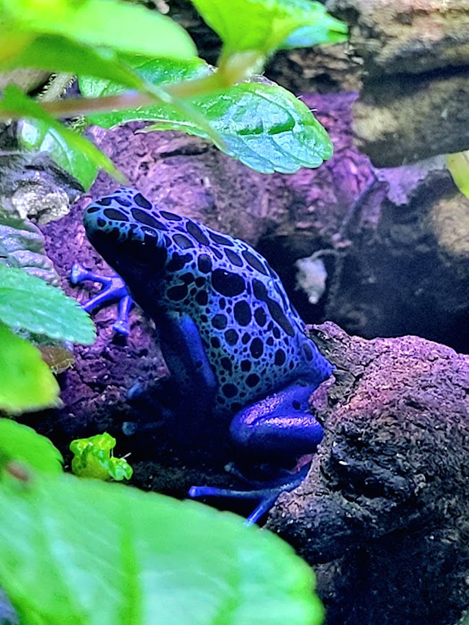 Dendrobates Tinctorius Azureus Dart Frogs