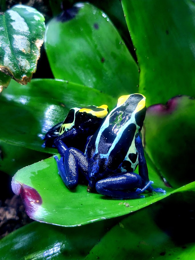 Dendrobates Tinctorius Cobalt Dart Frogs