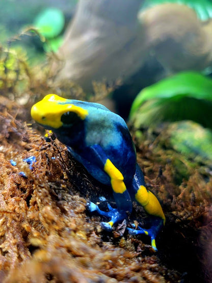 Dendrobates Tinctorius Peacock Dart Frogs