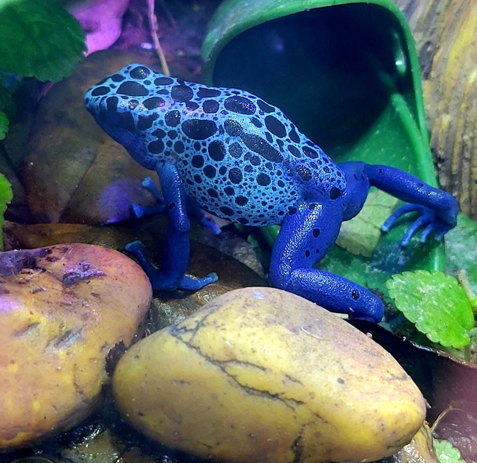 Dendrobates Tinctorius Azureus Dart Frogs