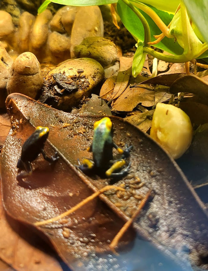 Dendrobates Tinctorius Peacock Dart Frogs